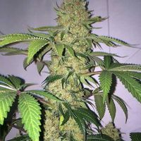 Dispensaries in Las Vegas